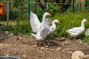 geese on the farm