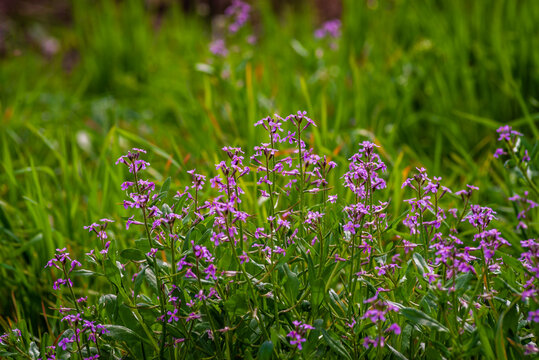 A close up of Chorispora tenella, or purple mustard, an Asian invasive species. A field of purple flowers. Purple and pink flowers with green stems on mustard weed. sunrise early morning