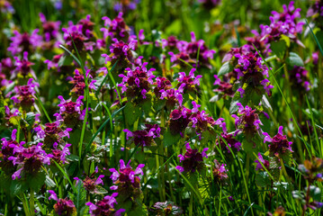 Lamium purpureum, known as red dead-nettle, purple dead-nettle, or purple archangel, is a herbaceous flowering plant of the Lamiaceae family. Cut-Leaved Dead-Nettle (Lamium purpureum).