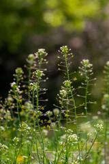 Green meadow with Capsella bursa pastoris, Flower of Shepherd's purse. natural background, Wild grass, Moldova