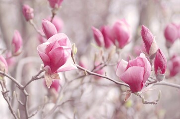 Magnolia, pastelowe tło kwiatowe - obrazy, fototapety, plakaty