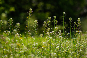 Green meadow with Capsella bursa pastoris, Flower of Shepherd's purse. natural background, Wild grass, Moldova - obrazy, fototapety, plakaty