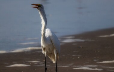 Photograph of a beautiful Great egret found in Barra de Tramandaí in Rio Grande do Sul, Brazil.