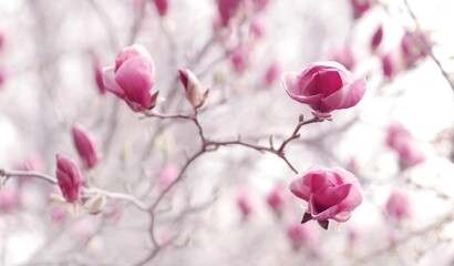 Wiosenne pastelowe tło kwiaty Magnolia - obrazy, fototapety, plakaty