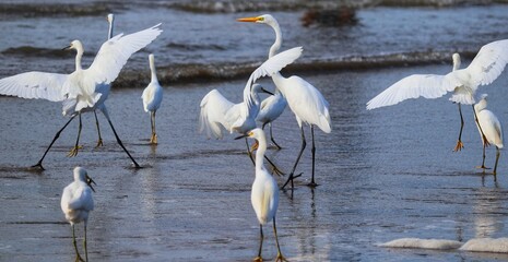 Obraz premium Photograph of herons in Barra de Tramandaí in Rio Grande do Sul, Brazil.