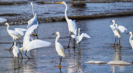 Obraz premium Photograph of herons in Barra de Tramandaí in Rio Grande do Sul, Brazil.