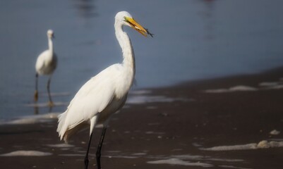 Photograph of a Great egret eating a fish. The bird was found in Barra de Tramandaí in Rio Grande do Sul, Brazil.