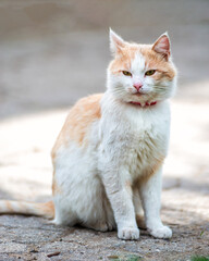 red Cat  with kind green, blue eyes, Little red kitten. Portrait cute red ginger kitten. happy adorable cat, Beautiful fluffy red orange cat lie in  grass outdoors in garden, spring dandelion