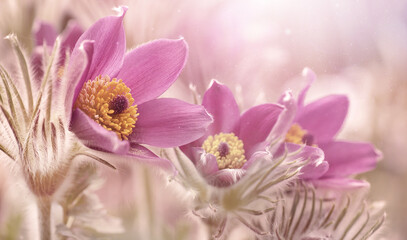 Fototapeta Kwiaty - Pulsatilla vulgaris obraz