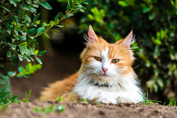 Naklejka na ściany i meble red Cat with kind green, blue eyes, Little red kitten. Portrait cute red ginger kitten. happy adorable cat, Beautiful fluffy red orange cat lie in grass outdoors in garden, spring dandelion