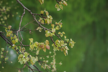 young fresh poplar leaves in natural green background, spring