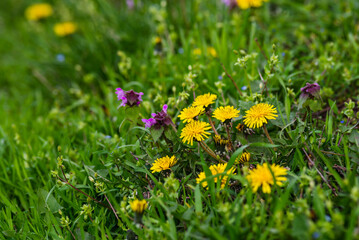 Beautiful flowers of yellow dandelions in nature in warm  spring on meadow in sunlight, macro. Dreamy artistic image of beauty of nature.Green field  Closeup of yellow spring flowers on the ground