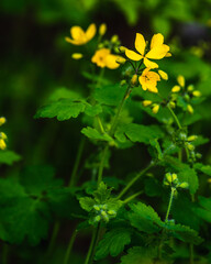 Medicinal plant celandine in the garden. Flowering celandine. Greater celandine (Chelidonium majus, tetterwort, nipplewort or swallowwort, St John's wort). Floral background.