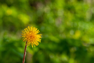 Beautiful flowers of yellow dandelions in nature in warm  spring on meadow in sunlight, macro. Dreamy artistic image of beauty of nature.Green field  Closeup of yellow spring flowers on the ground