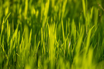 Elytrigia. Herbaceous background of juicy high green couch grass close-up. Fresh young bright grass Elymus repens beautiful herbal texture, spring. Water drops, wheatgrass sunset, rain