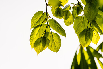 A branch of lime tree. Green leaves of a linden tree. Tilia americana  in spring, fresh green leaves, natural white sky background