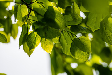 A branch of lime tree. Green leaves of a linden tree. Tilia americana  in spring, fresh green leaves, natural white sky background