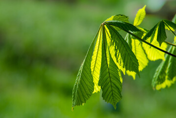 Flowers of a Chestnut Tree Twig, Fresh Green Leaves in Early Spring, selective focus, Aesculus hippocastanum spring blossom of  white horse-chestnut tree. blue sky, copy space