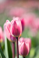 Fototapeta premium Field of purple tulip flowers.