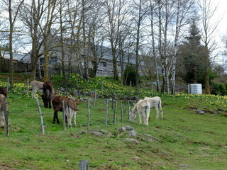 Fototapeta premium Saint-Front (Haute Loire)