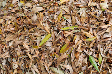 Dry leaves as a background