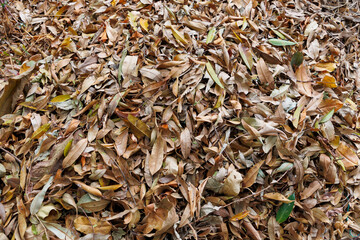 Dry leaves as a background