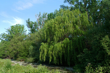 Fototapeta na wymiar krajobraz rzeka woda drzewa natura widok