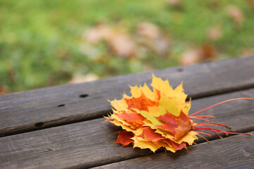 Naklejka na ściany i meble Multicolored maple leaves in autumn on a wooden bench in the park, selective focusing, small depth of field, close-up view,