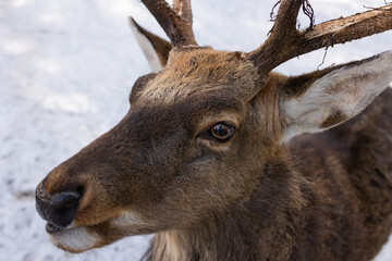 Portrait of a young deer in close-up. Soft focus