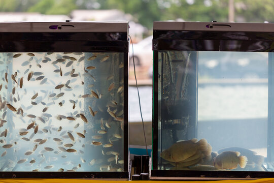 small fish in the tank,Take a photo through a fish tank.