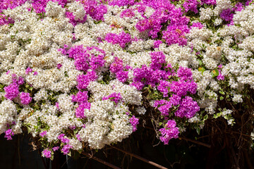 Colorful of Bougainvillea flowers in the nature