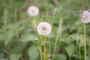 dandelion in the grass © trino