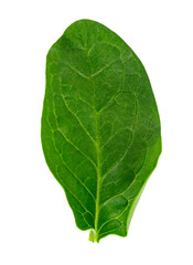 Obraz premium fresh green spinach leaf, basil on white background.