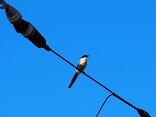 A small bird perching on an electric wire