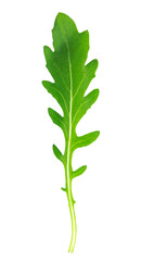 fresh green spinach arugula on white background.