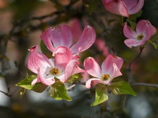 Foto op Canvas Cornus florida F. Rubra. Flowering dogwood tree bearing beautiful pink bract surrounding  clusters of green flowers in center from May to June before foliage © Marc