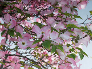 Obraz na płótnie Canvas Cornus florida F. Rubra or Flowering dogwood tree. Horizontal branches-tiered adorned with beautiful pink bracts and green petals in center between mid-green foliage