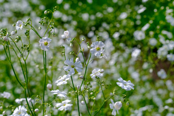 かすみ草