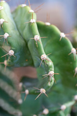 Cereus forbesii spiralis cactus of twisted column cactus
