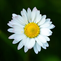 Closeup of a daisy ion a spring day