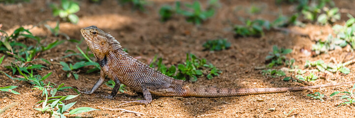 A lizard in the shade of a tropical forest