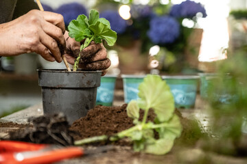 Junge Frau pflanzt Pelargonien Blume in einen Blumentopf in der Gärtnerei