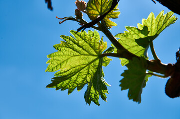 Vineyards blooming