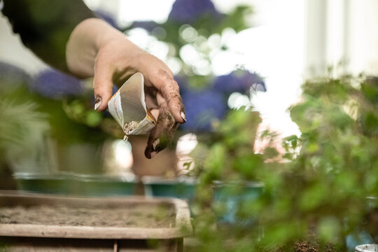 Junge Frau pflanzt Pelargonien Blumensamen in Erde in der Gärtnerei