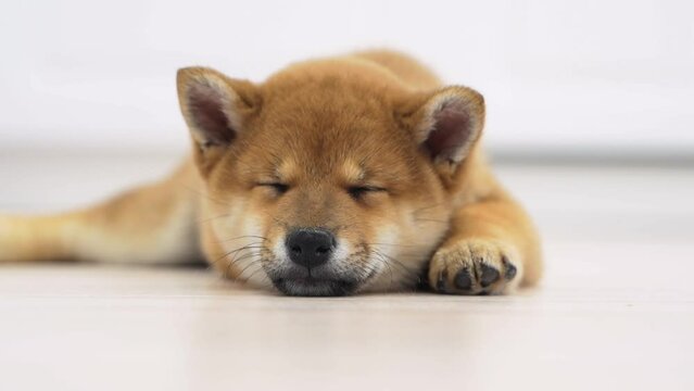 Shiba inu dog puppies sleeping