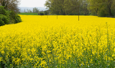 Campo amarillo