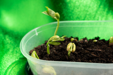 Macro photography of bean sprout,day 2,leaves appeared.
