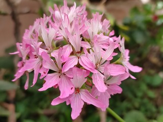 pink and white flowers