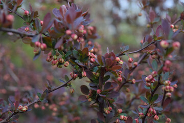 Flowering  of extremely beautiful colorful bush