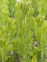 grass and needles